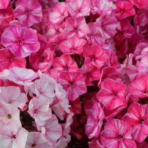 Phlox pan,Freckle® Red Shades