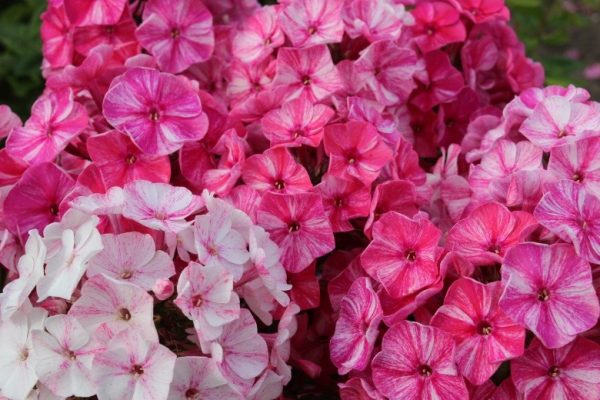 Phlox pan,Freckle® Red Shades