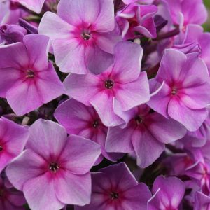 Phlox pan, Grafin von Schwerin