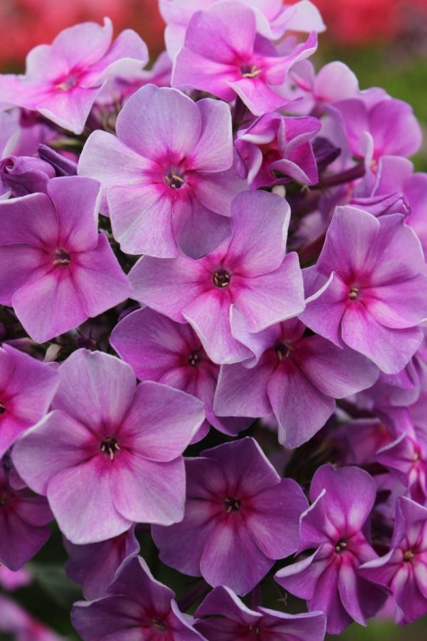 Phlox pan, Grafin von Schwerin
