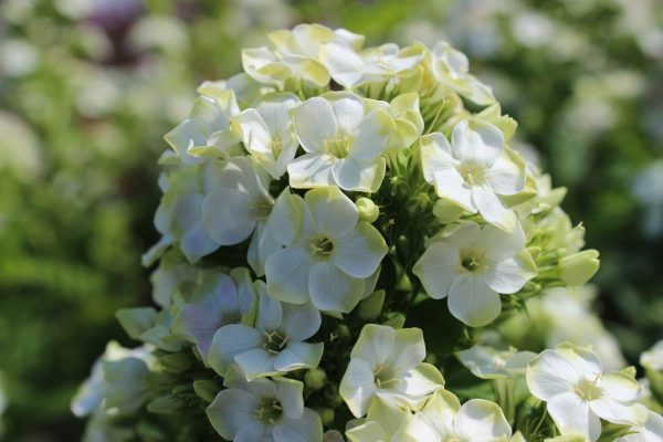 Phlox pan,Green Expectations