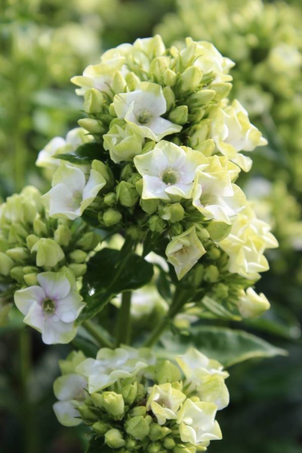 Phlox pan,Neon® Green Leaf