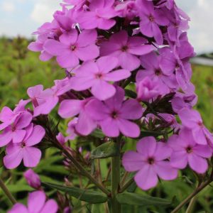 Phlox pan, Hesperis