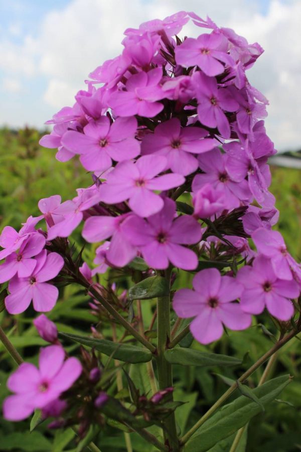 Phlox pan, Hesperis