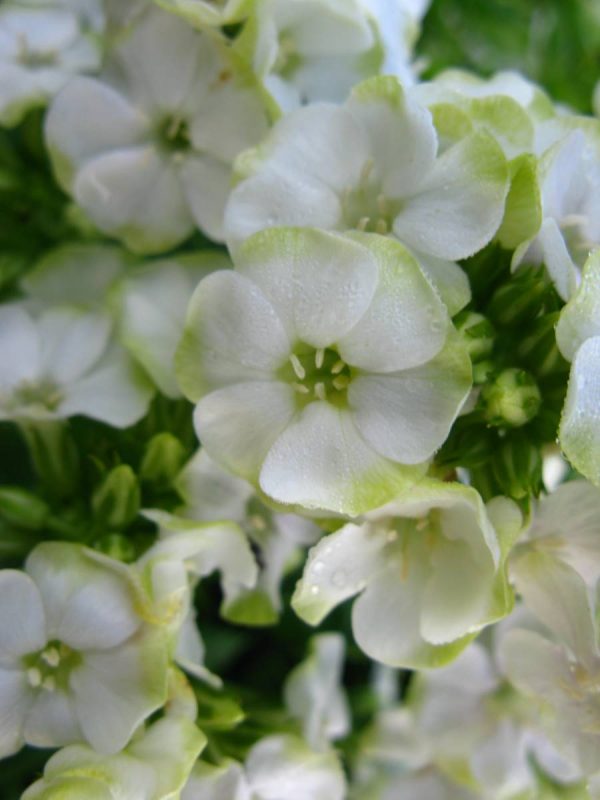 Phlox pan,Neon® Jade
