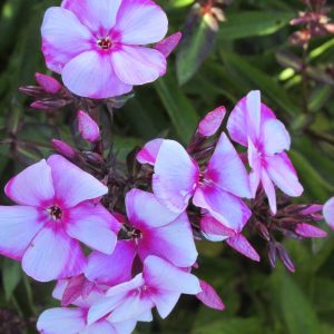 Phlox pan, Julia