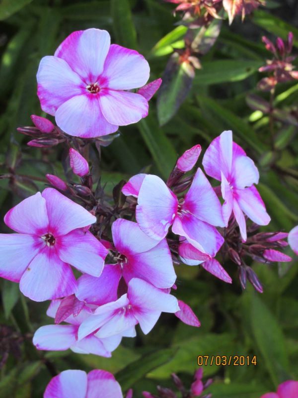 Phlox pan, Julia