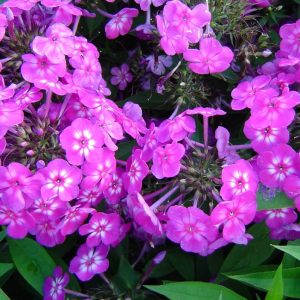 Phlox pan, Katja