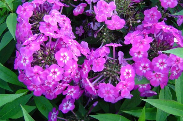 Phlox pan, Katja