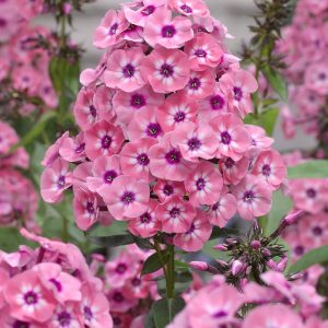 Phlox pan, Larissa