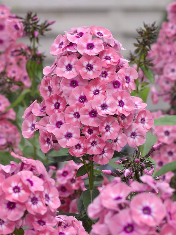 Phlox pan, Larissa