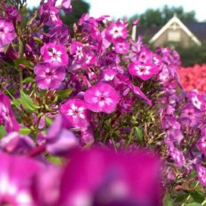 Phlox pan, Laura