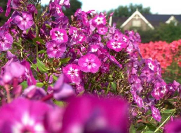 Phlox pan, Laura