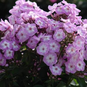 Phlox pan, Little Princess®