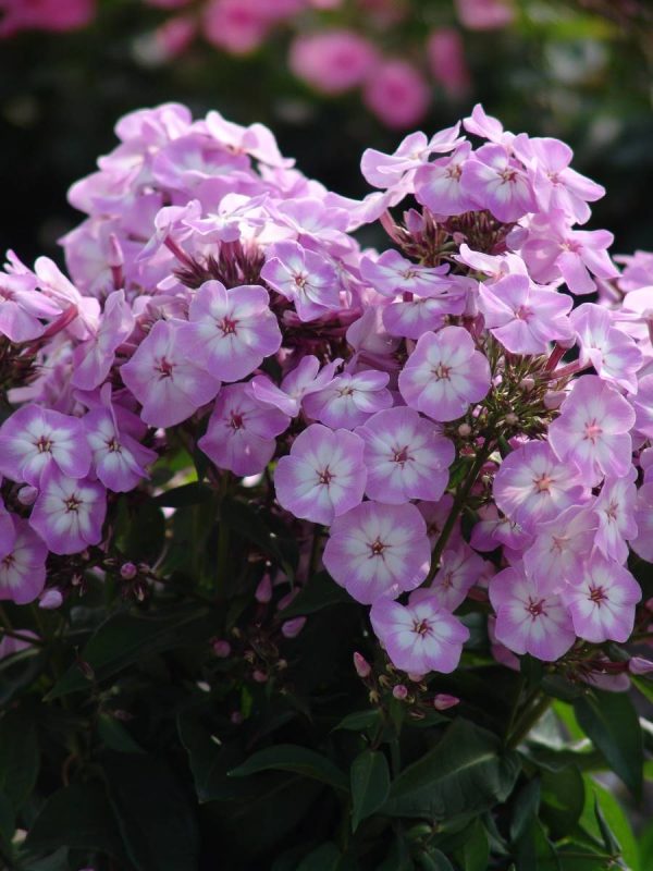 Phlox pan, Little Princess®
