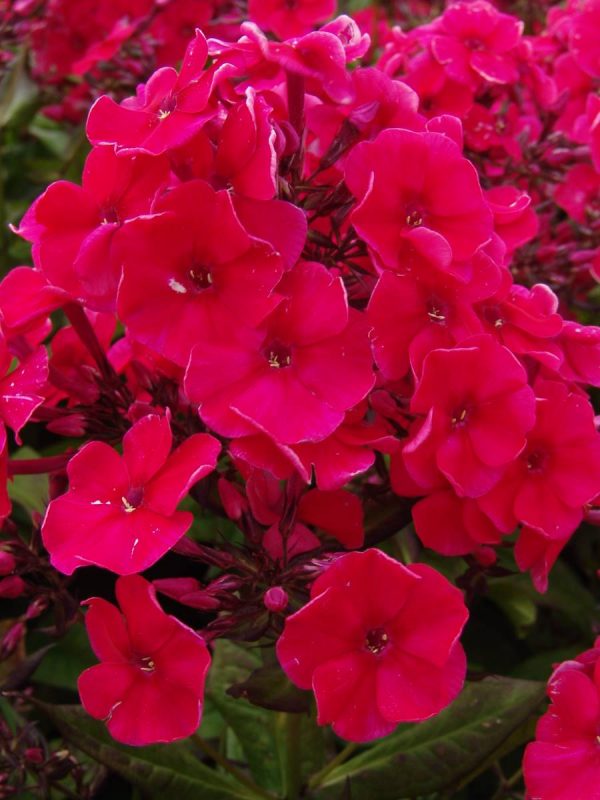 Phlox pan, Mary®