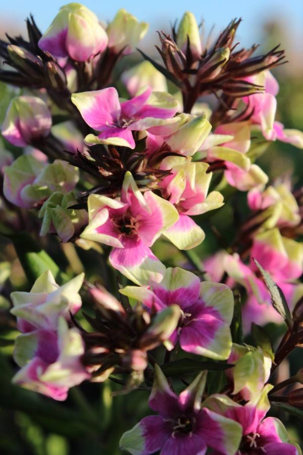 Phlox pan,Neon® Mike's Choice