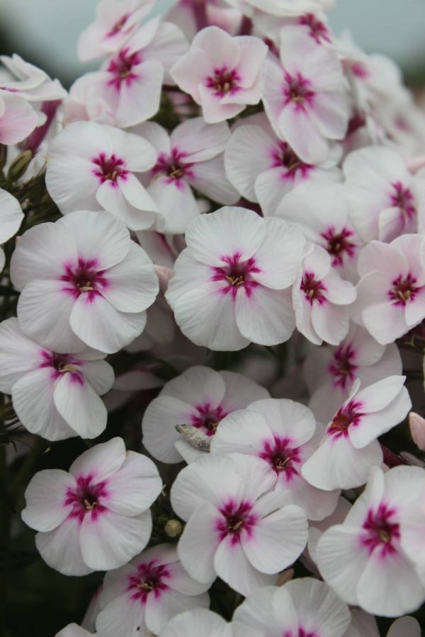 Phlox pan, Mike's Favourite®