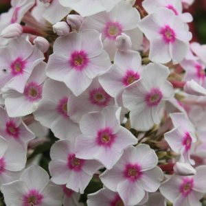 Phlox pan, Miss Holland