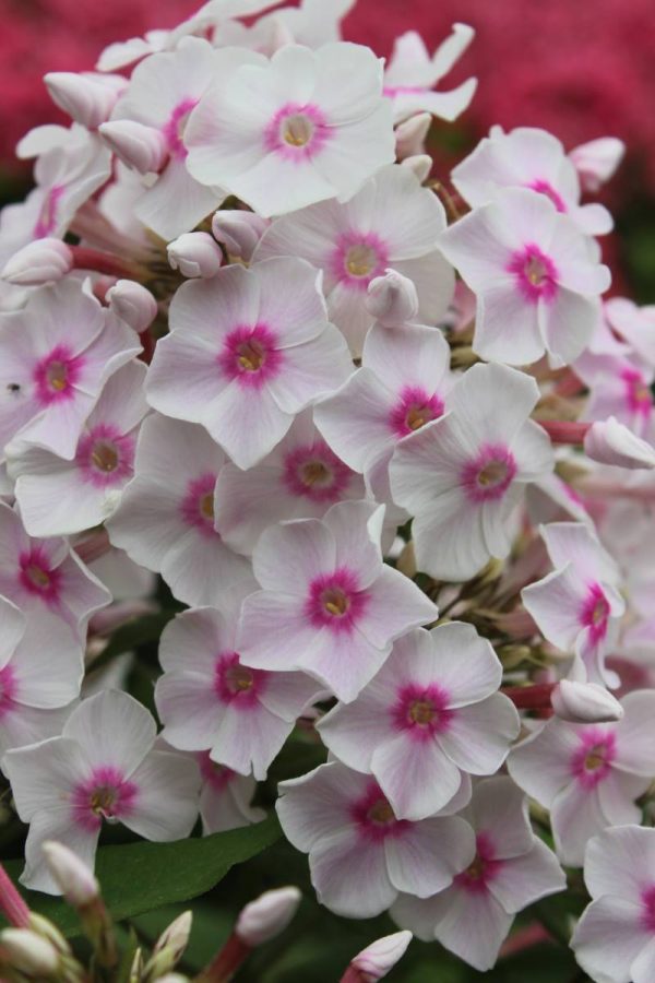Phlox pan, Miss Holland