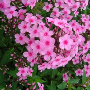 Phlox pan, Miss Pepper