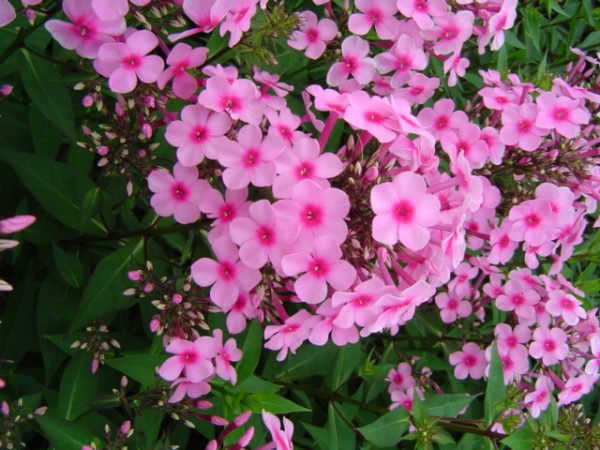 Phlox pan, Miss Pepper