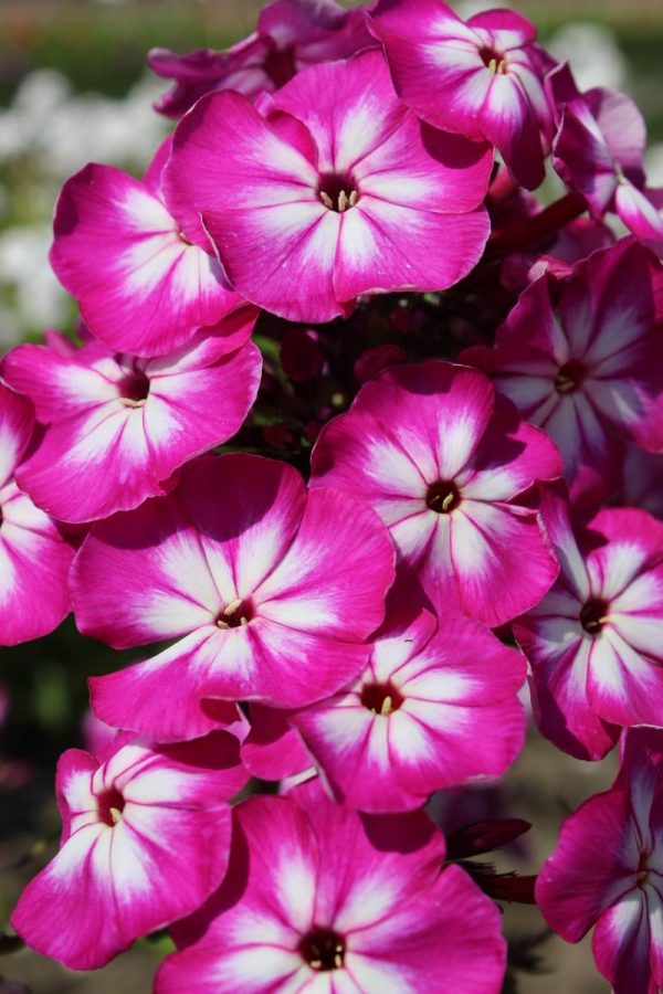 Phlox pan,Modern Art