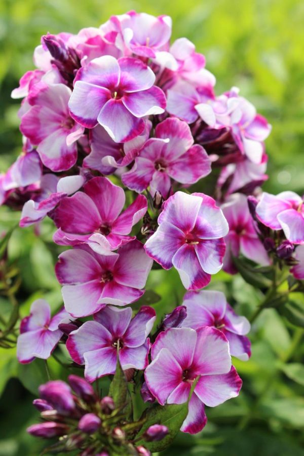 Phlox paniculata Neon® Flare Blue
