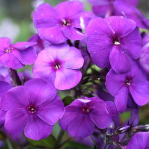 Phlox pan, Nicky