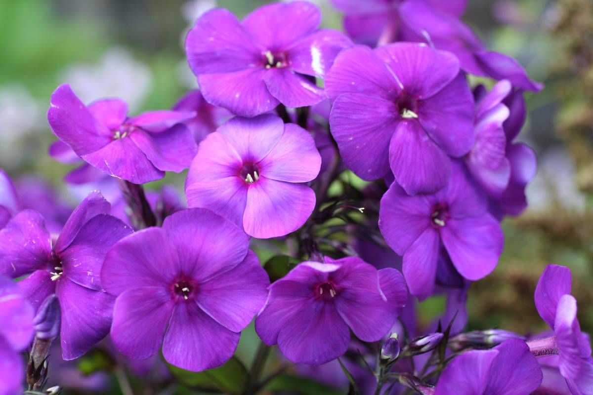 Phlox pan, Nicky | Verschoor Horticulture