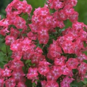 Phlox pan, Lizzy®