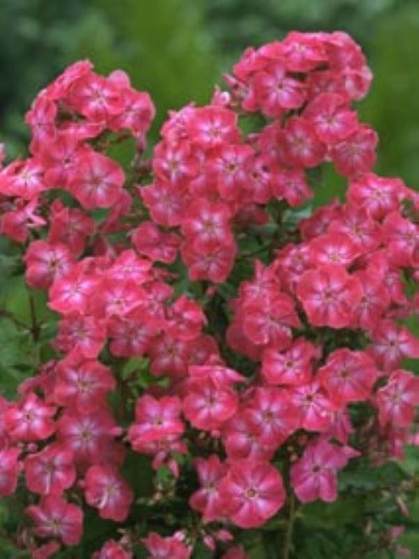 Phlox pan, Lizzy®