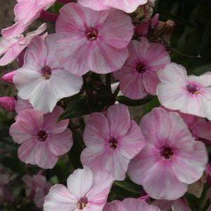 Phlox pan, Picasso®