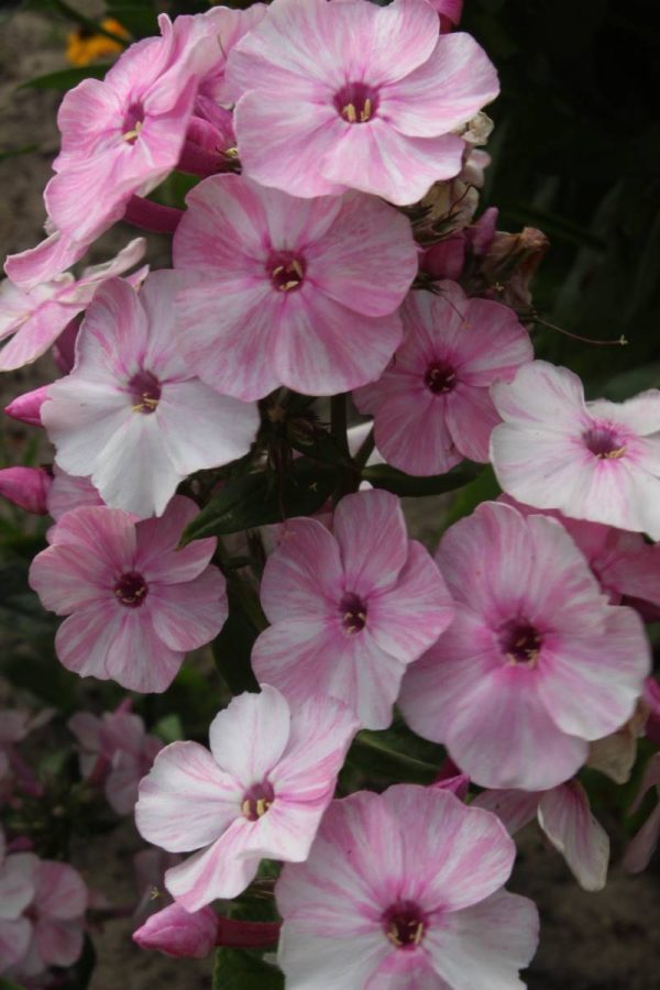 Phlox pan, Picasso®