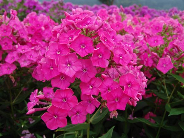 Phlox pan, Pink Attraction®
