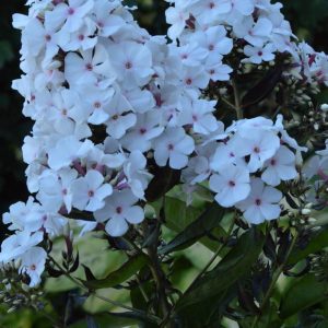 Phlox pan, Popeye