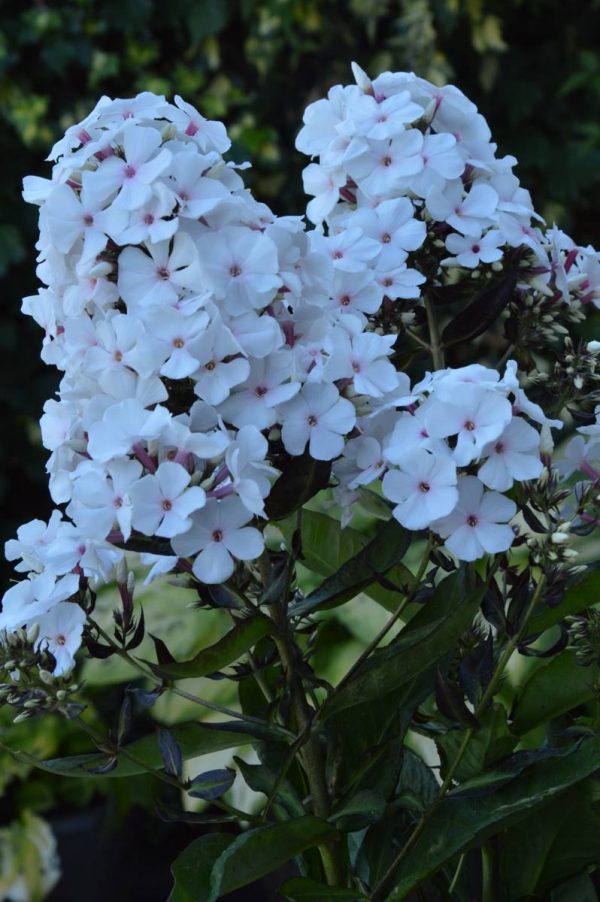 Phlox pan, Popeye
