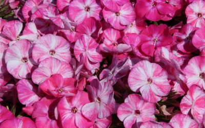 Phlox paniculata Potpourri® Series