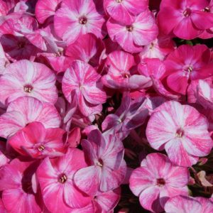 Phlox pan,Potpourri