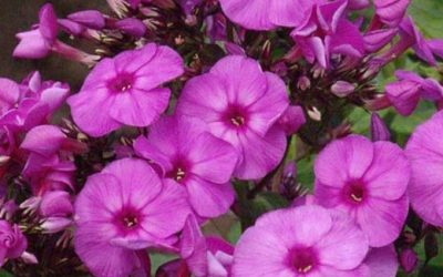 Phlox paniculata Top Shelf plus® Series