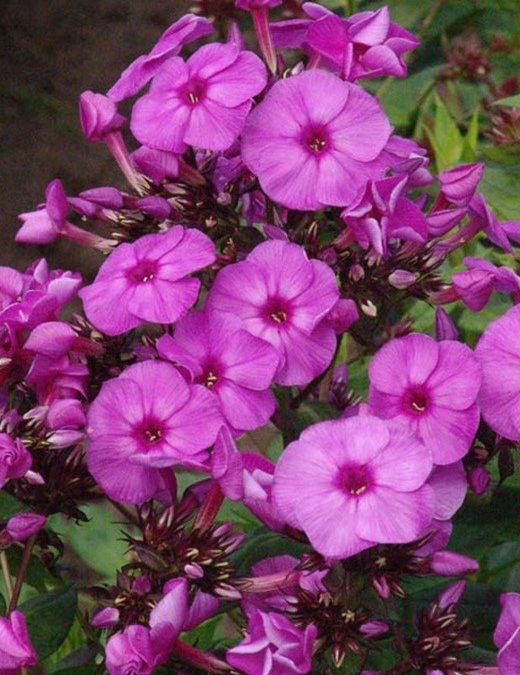 Phlox paniculata Top Shelf plus® Series