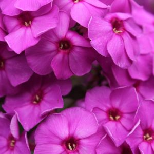 Phlox pan, Purple Paradise