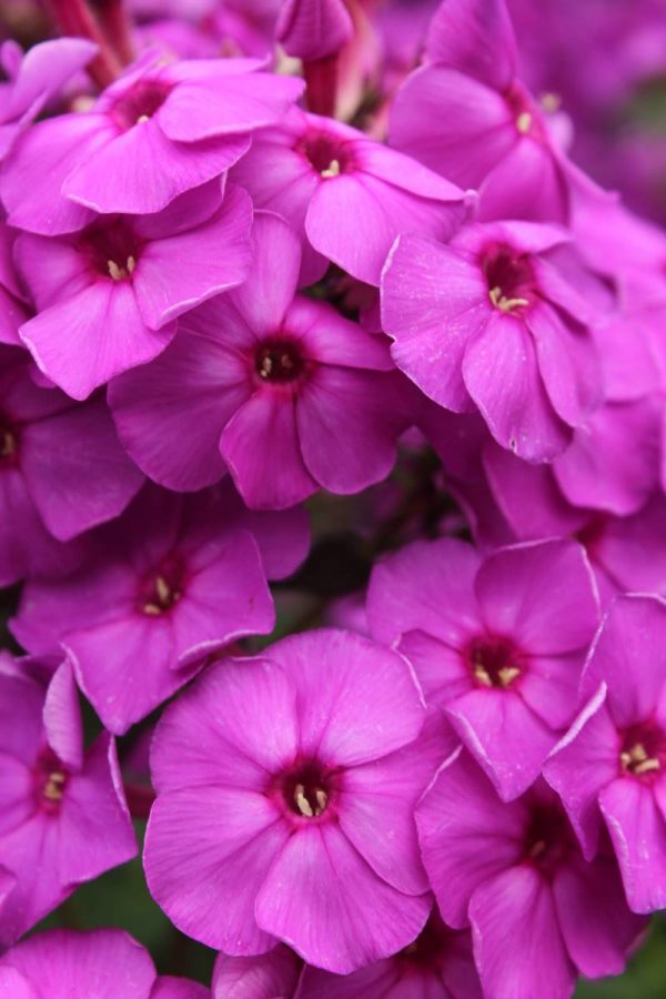 Phlox pan, Purple Paradise