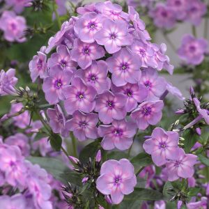 Phlox pan, Rainbow Dancer®