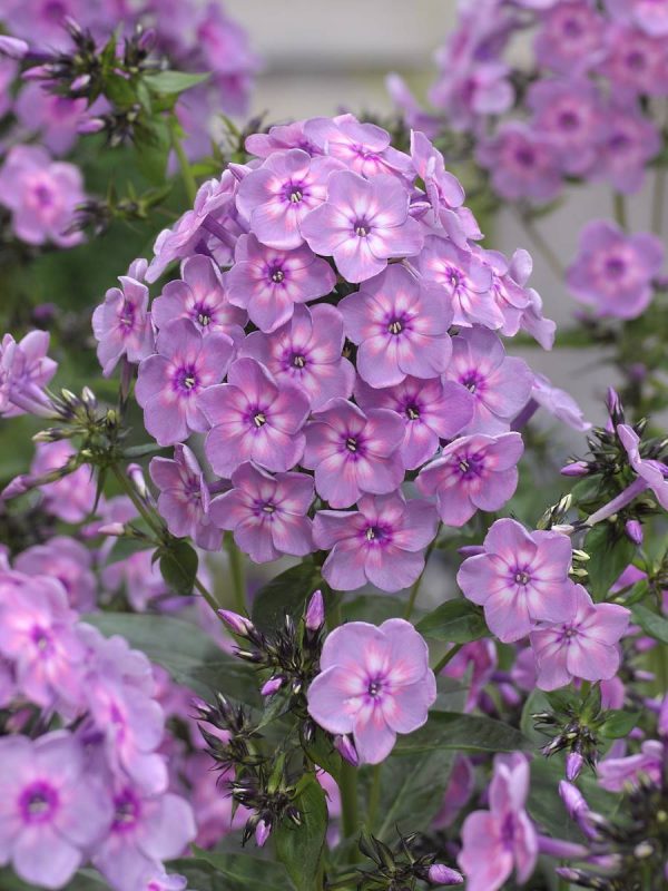 Phlox pan, Rainbow Dancer®