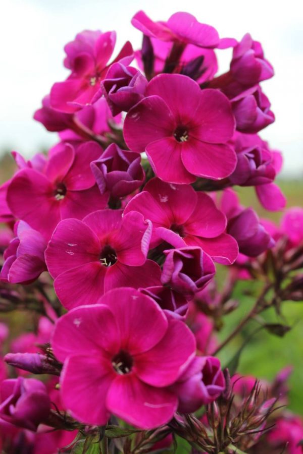Phlox pan,Raving Beauty