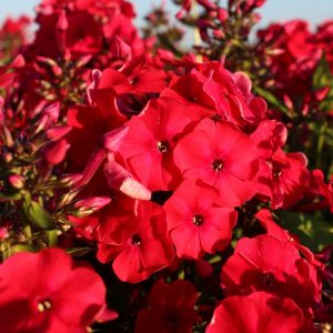 Phlox pan, Red Riding Hood