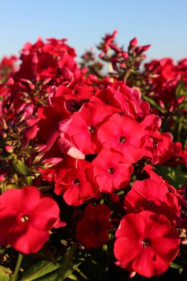 Phlox pan, Red Riding Hood