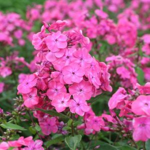 Phlox pan, Rijnstroom