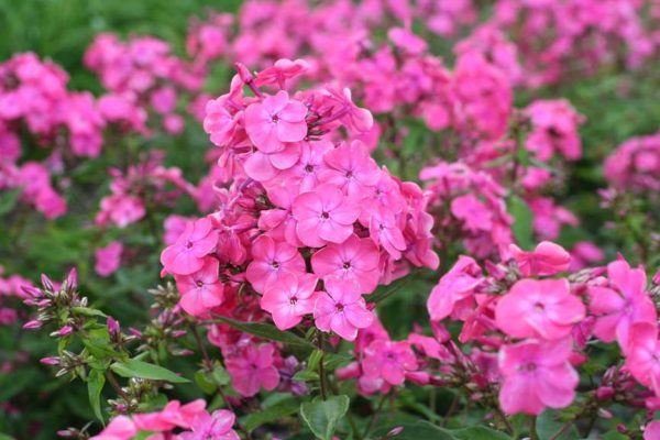 Phlox pan, Rijnstroom